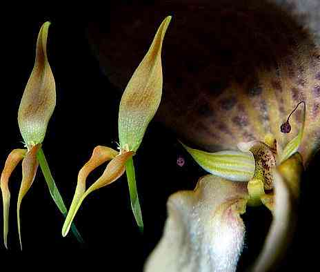 Bulbophyllum antenniferum